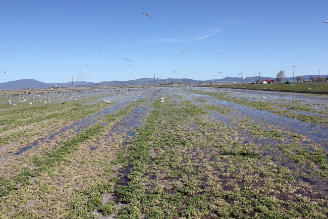 The costs and returns of producing alfalfa under flood irrigation is one of five new reports by UC ANR.