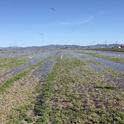 The costs and returns of producing alfalfa under flood irrigation is one of five new reports by UC ANR.
