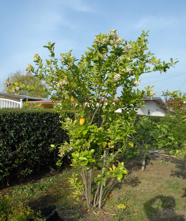 The tree in Hacienda Heights with HLB disease.