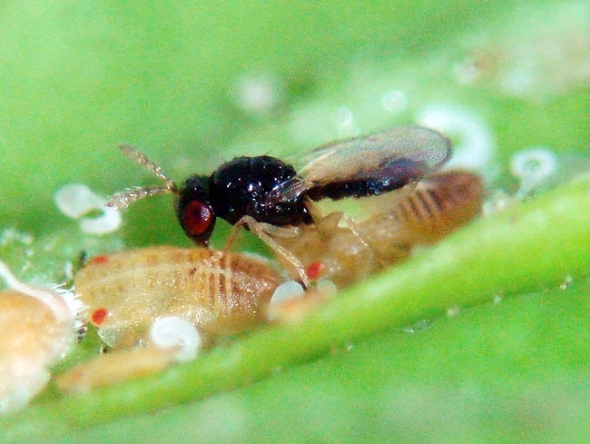 A tamarixia wasp attacks an ACP nymph.