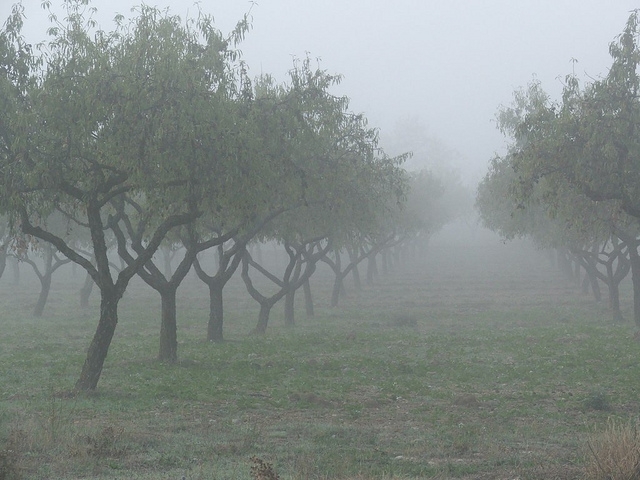 As fog passes through an orchard, some of the water is intercepted by trees. (Photo: CC by-nc-nd 2.0)