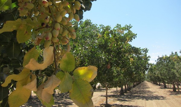pistachio orchard cropped