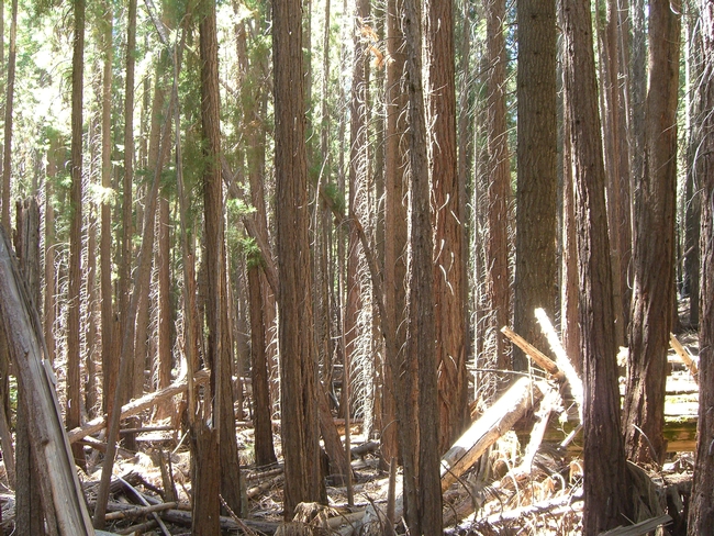 Scientists say there is a great need for forest restoration and fire hazard reduction treatments in Sierra Nevada forests.