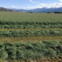 Orchardgrass is grown in the Intermountain Region.