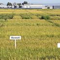 Rice variety trials at the Rice Research Station in Biggs, Calif. (Photo: Evett Kilmartin)