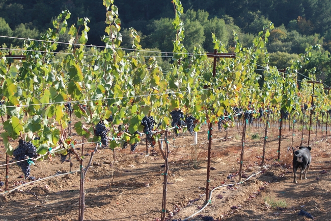 Cost estimates for growing pinot noir and chardonnay grapes in the Russian River Valley are now available.