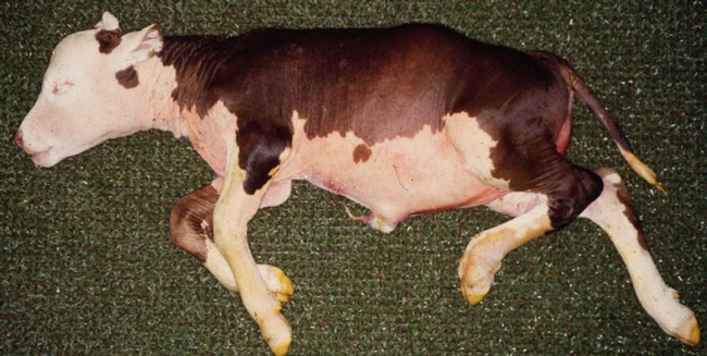 The UC vaccine is highly effective at preventing cows that have been exposed to the Pajaroellobacter abortibovis bacteria from giving birth to stillborn calves.