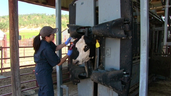 Sierra Foothill Research and Extension staff monitor the animals closely to evaluate how the vaccine improves calving success and calf health.