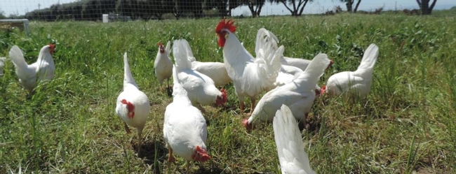 U.S. commercial and backyard poultry owners are being asked to fill out an online biosecurity survey.