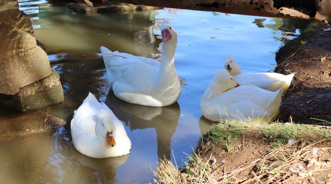 Migrating wild birds may expose backyard ducks to disease.