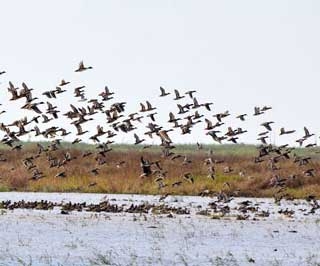 Avoid using water that comes from sources where waterfowl migrate. USDA-Natural Resources Conservation Service