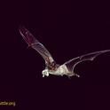 Mexican free-tailed bat (Tadarida brasiliensis) eats a moth in flight. Photo credited to Merlin Tuttle’s Bat Conservation