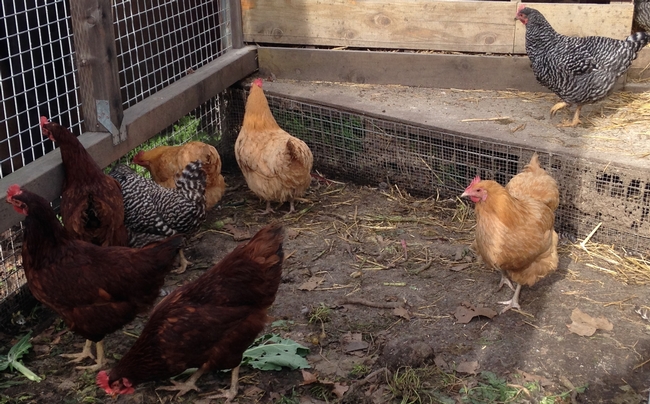 By learning how backyard poultry enthusiasts share information with each other, UC researchers will be able to deliver poultry health information more effectively to poultry owners.