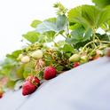 The cost study for strawberry production notes that in 2016 new minimum wage and overtime laws were passed in California. Many growers already pay more than the current state minimum wage, but may be affected by the overtime law.