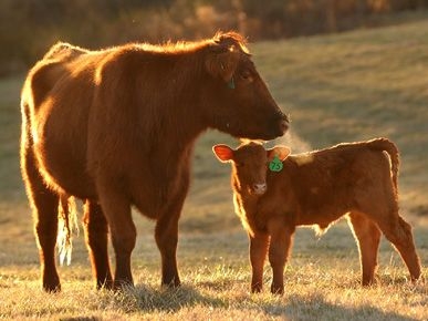 A red angus cow grazes in a pasture with her calf.