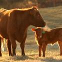 A red angus cow grazes in a pasture with her calf.