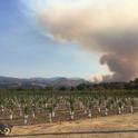 Smoke from a Napa County fire was visible from UC's experimental vineyard in Oakville as the staff prepared to evacuate. Photo by Kaan Kurtural