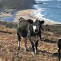 Beef cows and calves graze near the ocean at Swanton Pacific Ranch in Santa Cruz County. Photo by Rebecca Pulcrano
