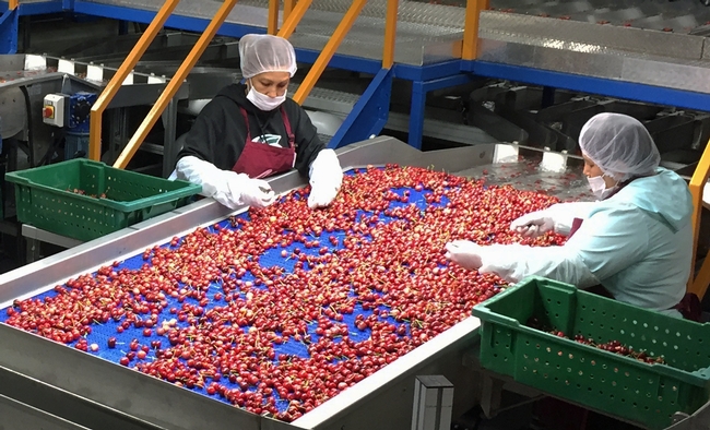 Sweet cherries are among the agricultural industries expected to experience economic losses due to new trade tariffs, according to UC Agricultural Issues Center report. In 2016-17, $145 million of sweet cherries were exported to China and Hong Kong.