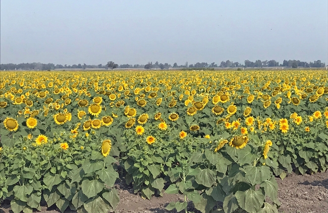 Hybrid sunflowers growing in the Sacramento Valley. California growers produce the seed for hybrid sunflower planting stock for U.S. and foreign markets. Photo by Sarah Light