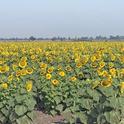 Hybrid sunflowers growing in the Sacramento Valley. California growers produce the seed for hybrid sunflower planting stock for U.S. and foreign markets. Photo by Sarah Light