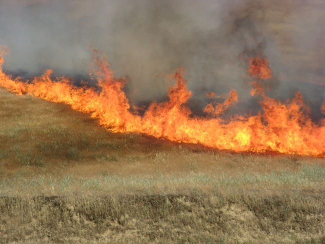 Wildfire burns rangeland in Tehama County. “We hope the survey results will be used by producers across the state to prepare for wildfire,” said Matthew Shapero. Photo by Josh Davy.
