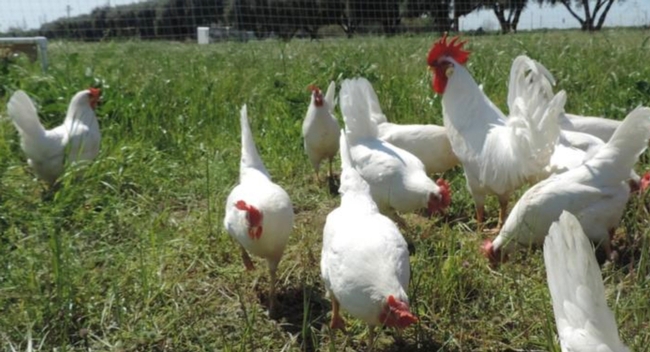 Chickens in pasture
