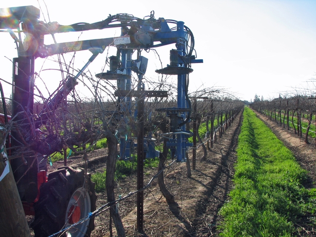 UC Cooperative Extension advisors and specialists to discuss considerations for mechanically pruned grape vineyards.
