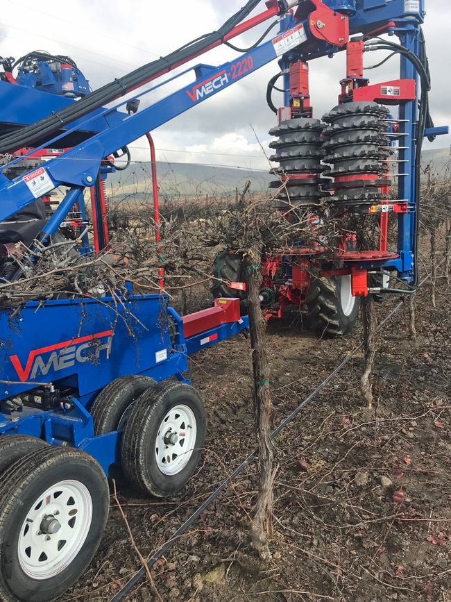 A bilateral cordon-trained, mechanically box-pruned single high-wire sprawling system proved to be the most successful system for mechanical pruning in the San Joaquin Valley.