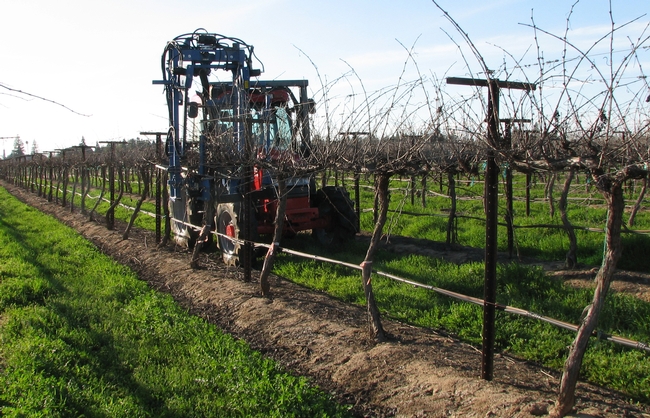 UC scientists are studying the use of machines for pruning to reduce the number of people needed to perform tasks.