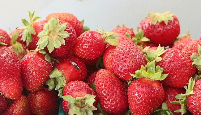 Fresh organic strawberries are harvested by hand and packed into 1-pound plastic containers.