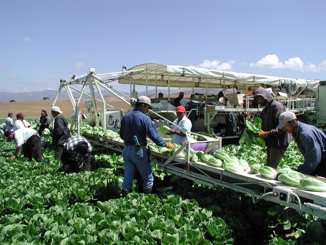 Romaine harvest. In the romaine and strawberry cost studies, the authors have also expanded the section on labor, which includes information on California's minimum wage and overtime laws.