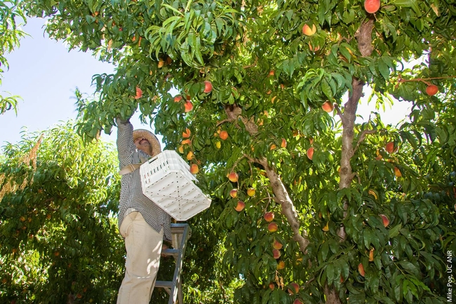 A worker harvests peaches. Agricultural production provides the greatest number of working landscape jobs, more than 325,000 in 2018.