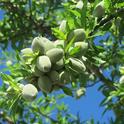 almonds on tree