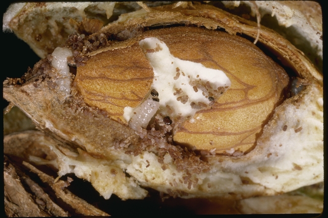 Navel orangeworm is a primary pest of almonds in California.