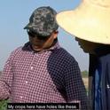Videos describing California pesticide rules and safety in Hmong is designed to help growers comply with state regulations. Information is presented in Hmong with English subtitles.