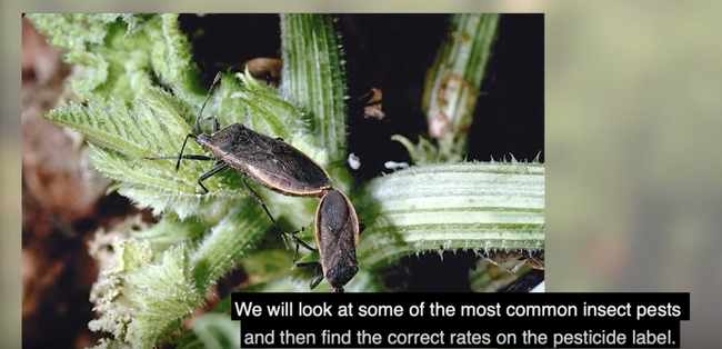 The video shows how to identify some common pests on specialty vegetable crops and find the correct rate to apply for each pest on a pesticide label.