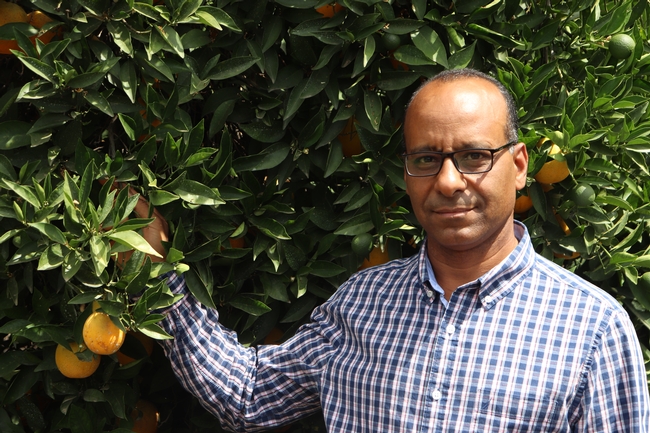 Ashraf El-kereamy, UC Cooperative Extension citrus specialist, will be the new director of Lindcove Research & Extension Center.