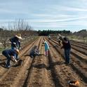 The state's increased investment in UC ANR will allow hiring of more county-based UC Cooperative Extension personnel. A family plants a test plot of potatoes.