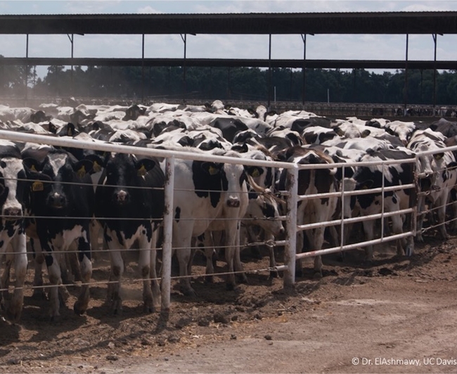 Holstein cows aggregated in a circle with signs of tail switching and foot stomping as protective behaviors against stable fly attack. Such aggregating behavior is commonly known as cow bunching.
