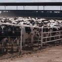 Holstein cows aggregated in a circle with signs of tail switching and foot stomping as protective behaviors against stable fly attack. Such aggregating behavior is commonly known as cow bunching.