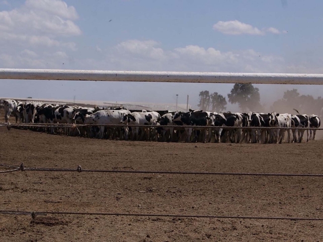 Jersey cows aggregated in a circle, bunch, at the middle of a drylot pen with signs of tail switching and foot stomping as protective behaviors against stable fly attack. Such aggregating behavior is commonly known as cow bunching.