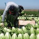 A SAREP study aims to identify challenges facing workers such as lettuce harvesters.