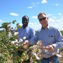 Daniel Munk, right, showed Isaya Kisekka, UC Davis hydrology professor, cotton in a Conservation Agriculture Systems Innovation field in 2017. Photo by Jeff Mitchell