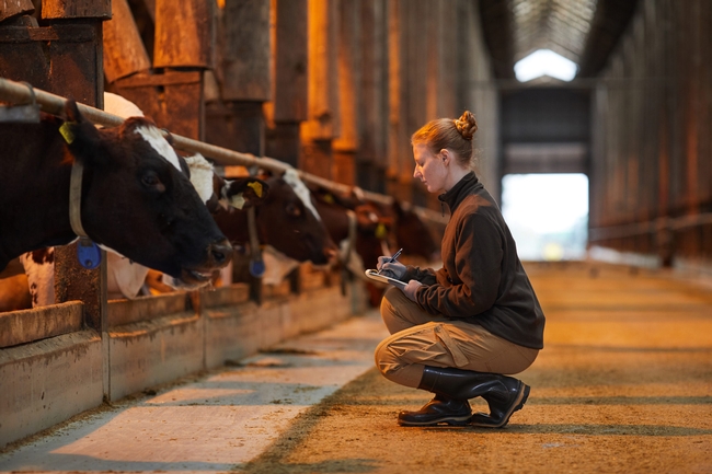 A blonde woman writes notes on a clipboard while squatting in front of a row of cows in a barn.