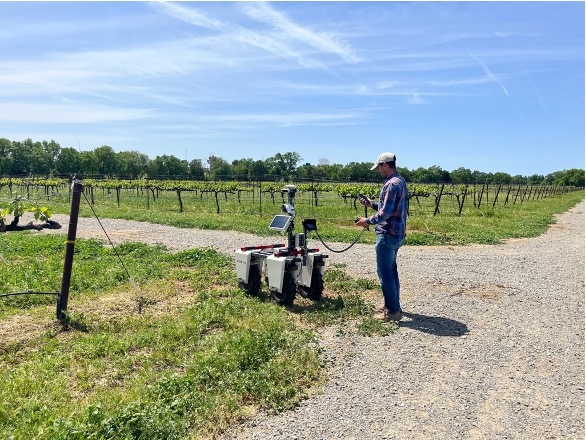 A man operates a robot in a grape vineyard.