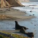 Elephant seal at Pt. Reyes