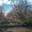 Valley orchard in bloom