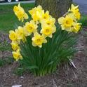 Michigan Daffodils