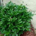 Michigan peonies not even close to bloom in late May